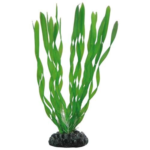 Hobby Plant Crinum 41507 20cm